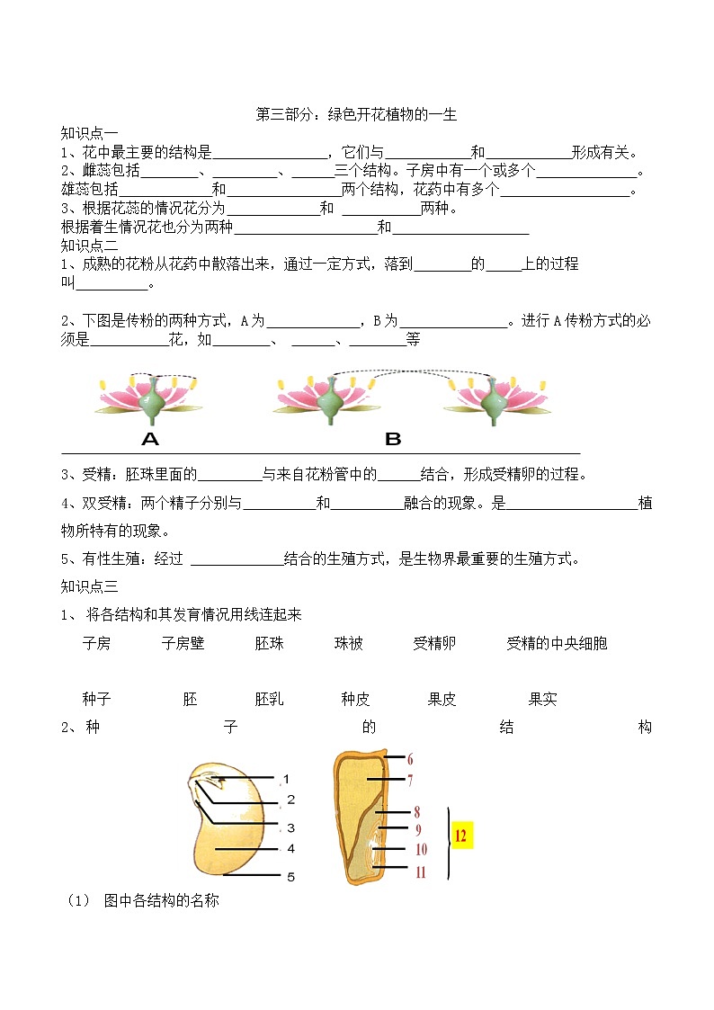 中考复习：专题四-生物圈中的绿色植物-导学案03