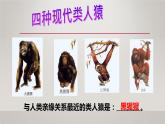 4.1.1 人类的起源与发展 课件