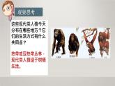 4.1.1 人类的起源与发展 课件