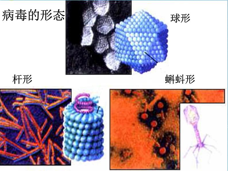 病毒PPT课件第5页