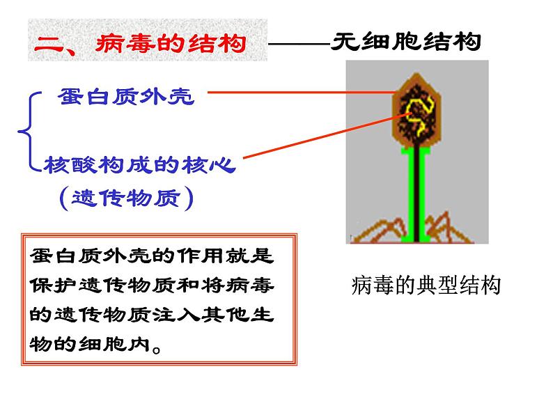 病毒PPT课件第6页