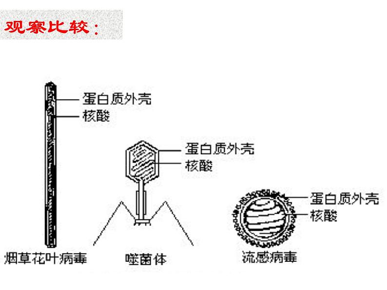 病毒PPT课件第7页