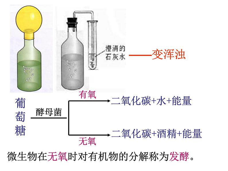 人类对细菌和真菌的利用课件PPT03