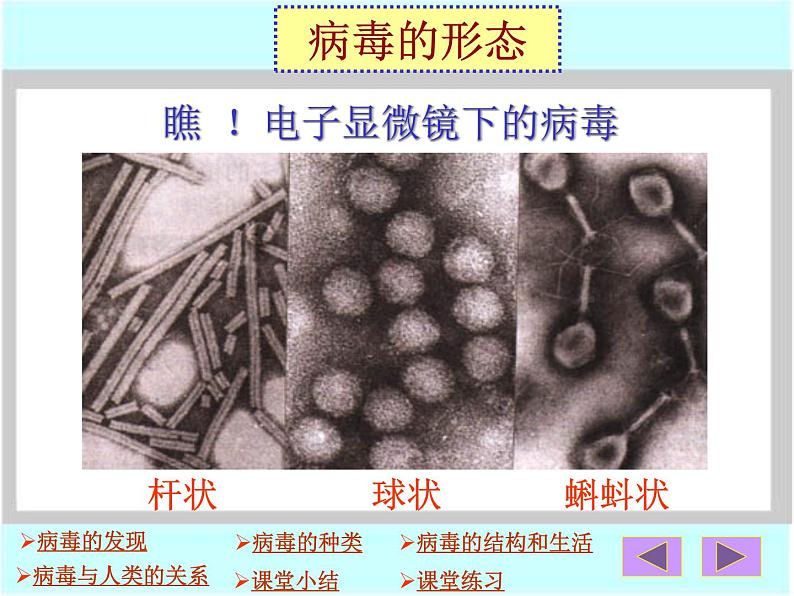 第二章病毒ppt第5页