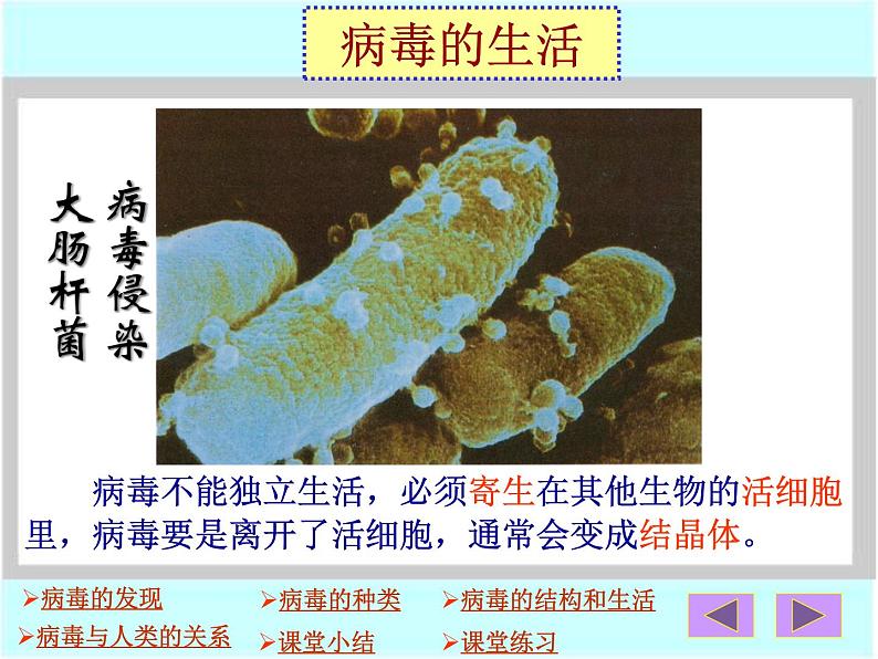 第二章病毒ppt第6页