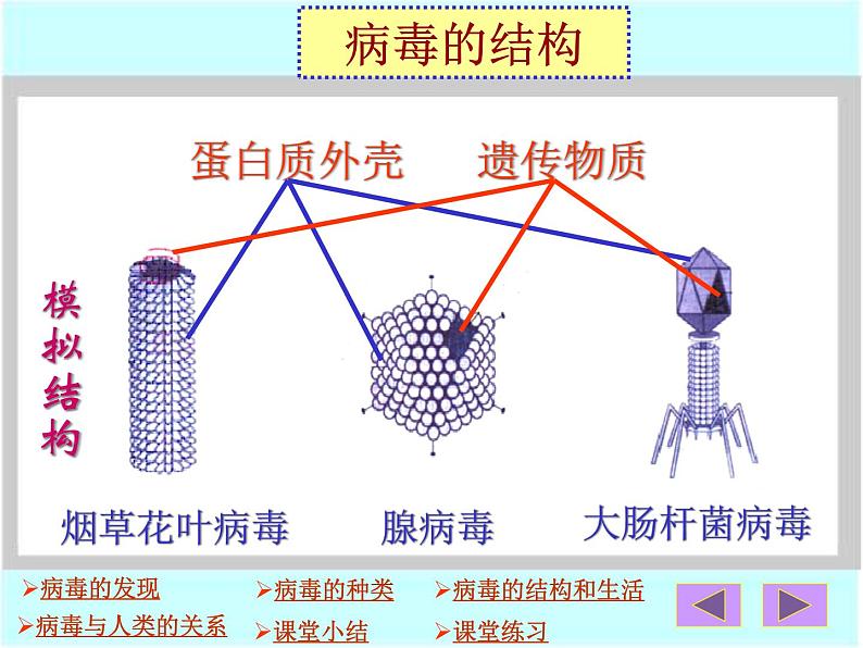 第二章病毒ppt第8页