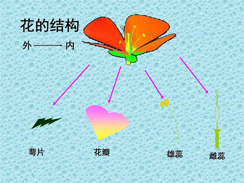 冀教版八年级下册生物  6.1.1被子植物的生殖 课件07