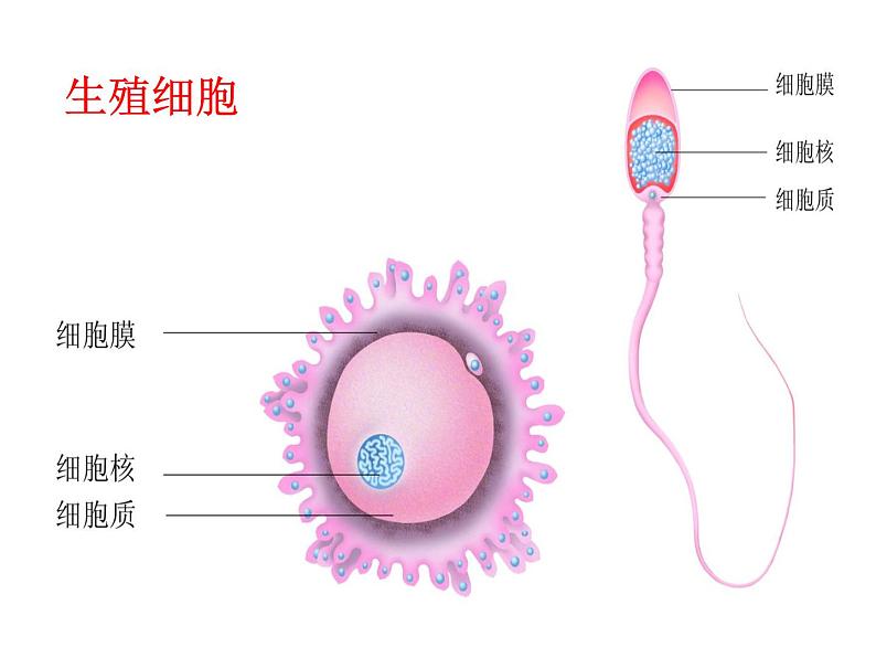 冀教版八年级下册生物  6.1.3人的生殖和胚胎发育 课件第2页