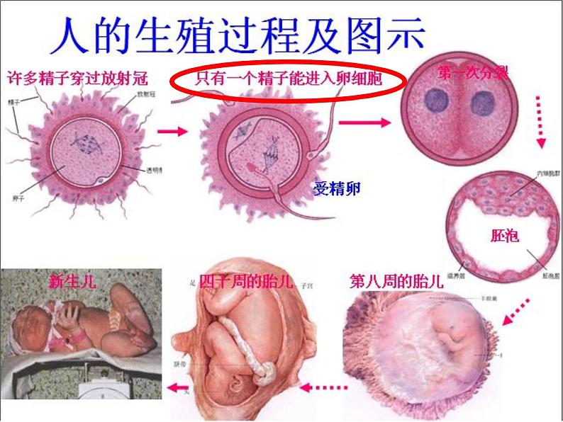 冀教版八年级下册生物  6.1.3人的生殖和胚胎发育 课件第3页