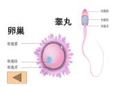 冀教版八年级下册生物  6.1.3人的生殖和胚胎发育 课件