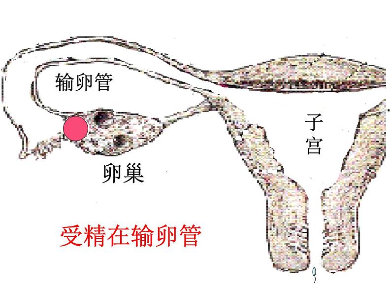 冀教版八年级下册生物  6.1.3人的生殖和胚胎发育 课件第6页