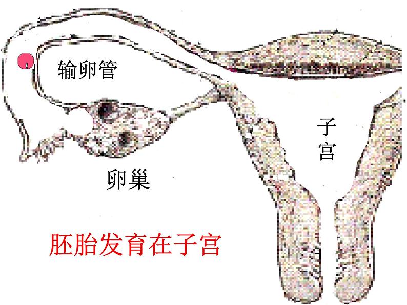 冀教版八年级下册生物  6.1.3人的生殖和胚胎发育 课件第7页