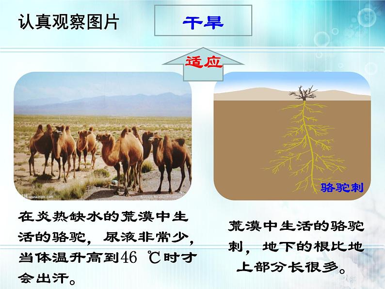 冀教版八年级下册生物  7.1.2生物对环境的适应和影响 课件第4页