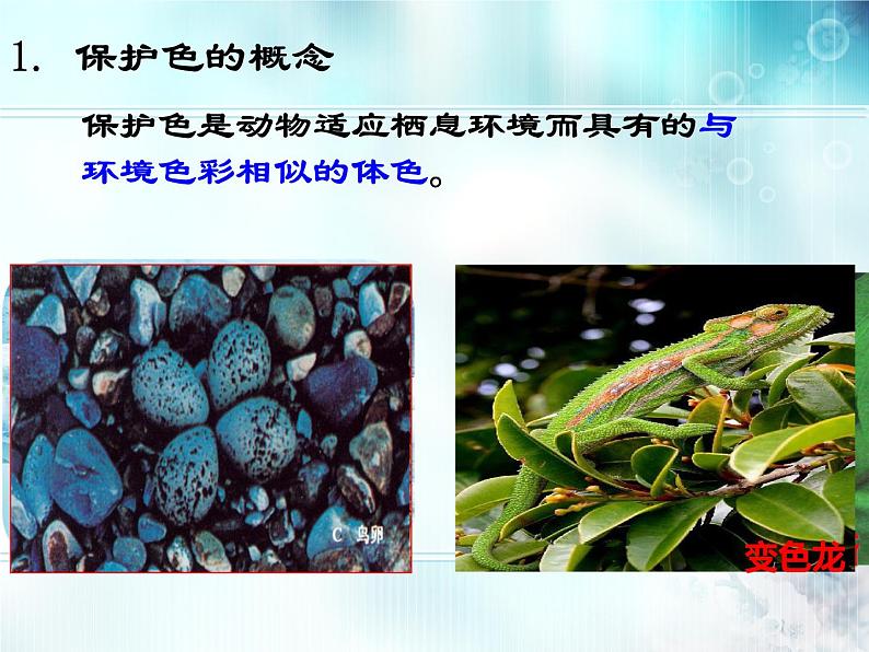 冀教版八年级下册生物  7.1.2生物对环境的适应和影响 课件第8页