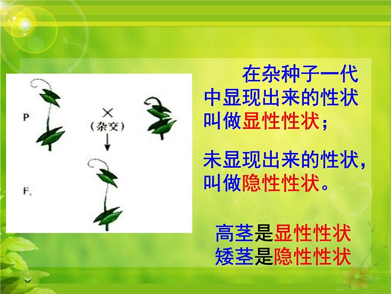 冀教版八年级下册生物  6.2.1遗传 课件08