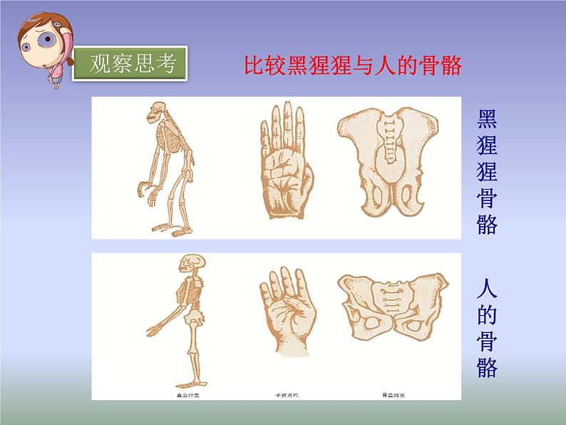 冀教版八年级下册生物  6.3.3人类的起源 课件第8页