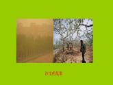冀教版八年級下冊生物  7.3.4保護(hù)生態(tài)環(huán)境 課件