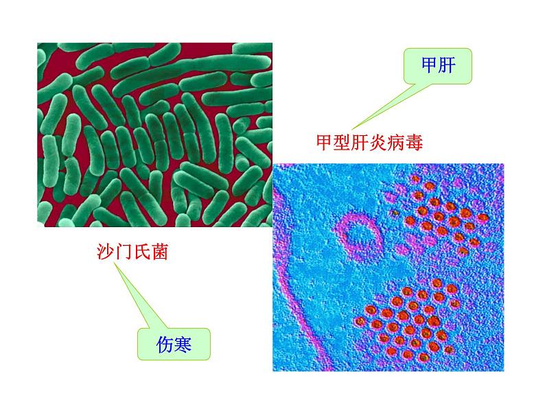 苏教版八年级下册生物  25.1传染病 课件08