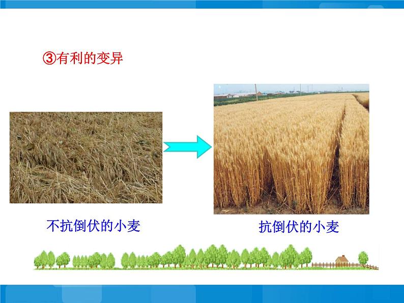 苏教版八年级下册生物  22.5生物的变异 课件07