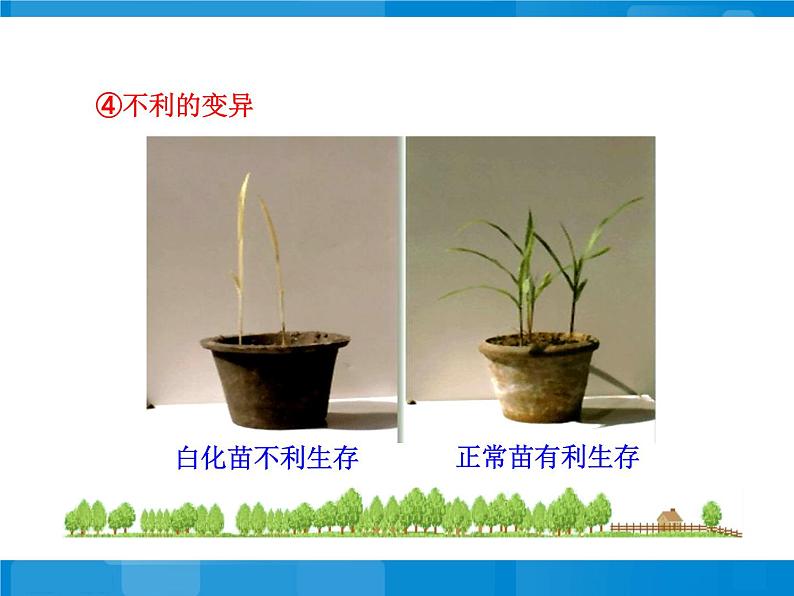 苏教版八年级下册生物  22.5生物的变异 课件08