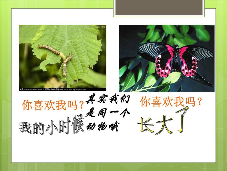 苏教版八年级下册生物  21.3昆虫的生殖与发育 课件第3页