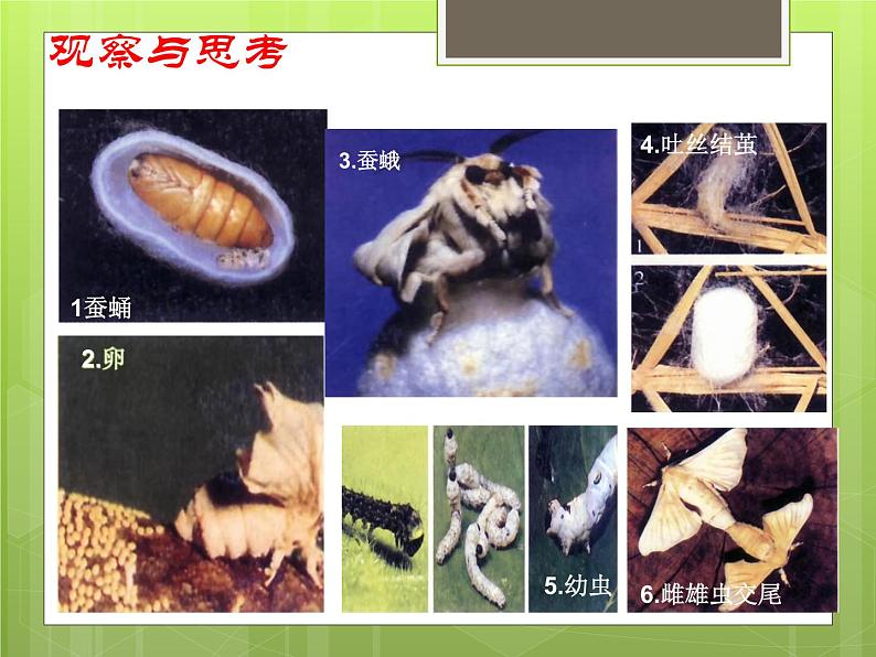 苏教版八年级下册生物  21.3昆虫的生殖与发育 课件第8页