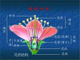 苏教版八年级下册生物  21.2植物的有性生殖 课件