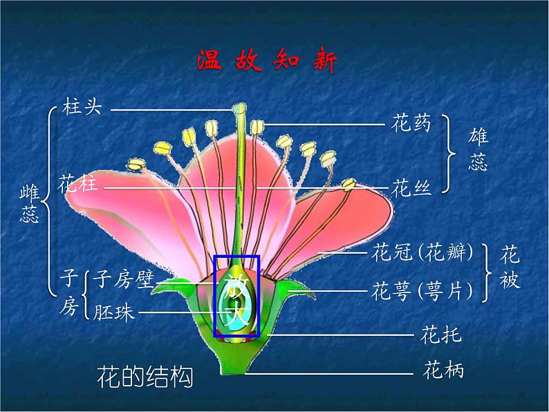 苏教版八年级下册生物  21.2植物的有性生殖 课件第4页