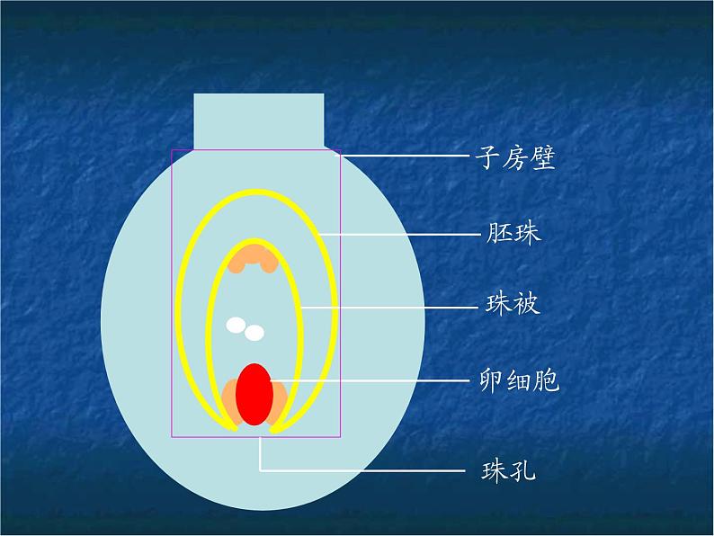 苏教版八年级下册生物  21.2植物的有性生殖 课件第5页