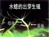 苏教版八年级下册生物  21.1生物的无性生殖 课件