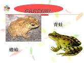 苏教版八年级下册生物  21.4两栖类的生殖与发育 课件