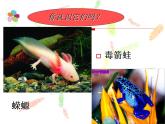 苏教版八年级下册生物  21.4两栖类的生殖与发育 课件