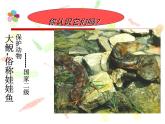 苏教版八年级下册生物  21.4两栖类的生殖与发育 课件