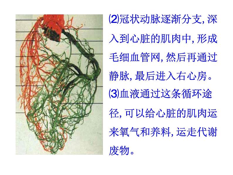 苏教版八年级下册生物  25.2威胁健康的主要疾病 课件第8页