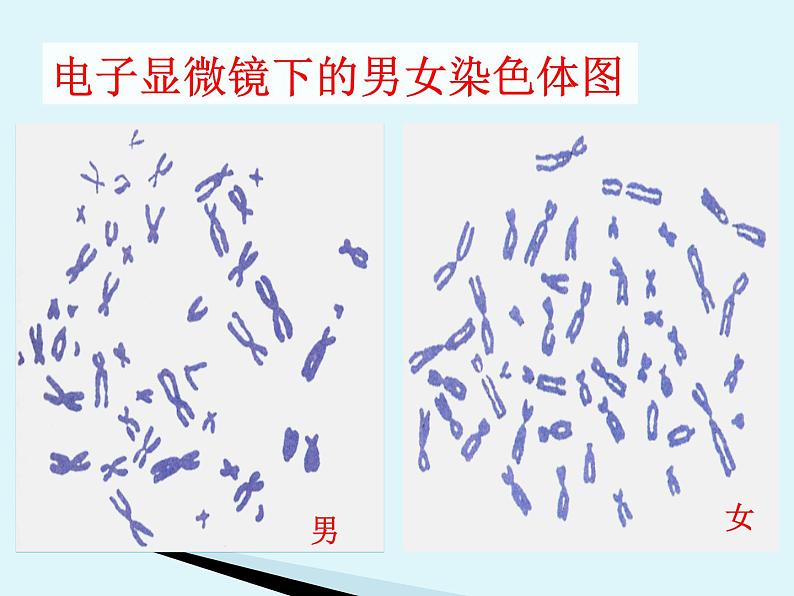 苏教版八年级下册生物  22.3人的性别决定 课件第8页