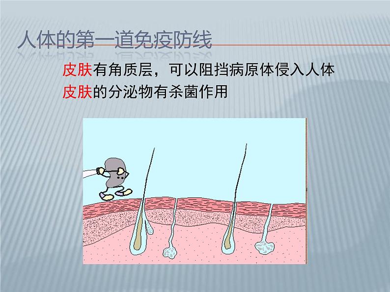 苏科版八年级下册生物24.1人体的免疫防线 课件第7页