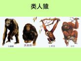 苏科版八年级下册生物23.4人类的起源和进化 课件