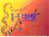苏科版八年级下册生物22.1生物的遗传 课件