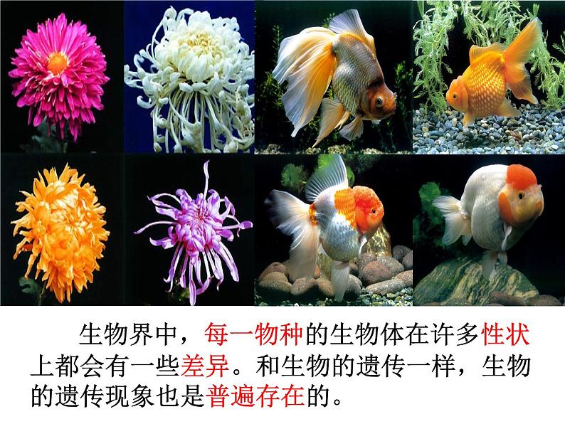 苏科版八年级下册生物22.2生物的变异 课件04