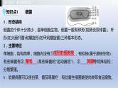 第五单元微生物的生活第一、二、三、四章细菌和病毒真菌课件2021年广西中考生物基础复习