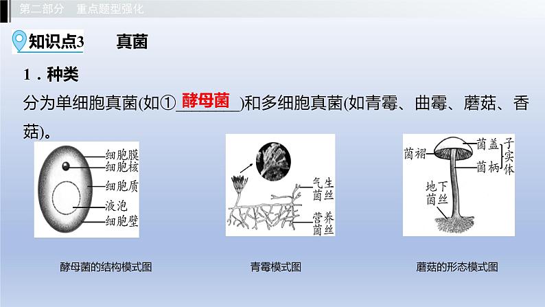 第五单元微生物的生活第一、二、三、四章细菌和病毒真菌课件2021年广西中考生物基础复习第8页