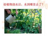 北京版七下生物 5.1 植物体内的物质运输 课件