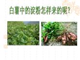 北京版七下生物 5.1 植物体内的物质运输 课件