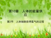 北师大版七下生物 10.2人体细胞获得氧气的过程 课件