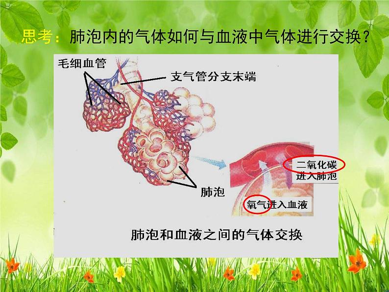 北师大版七下生物 10.2人体细胞获得氧气的过程 课件07