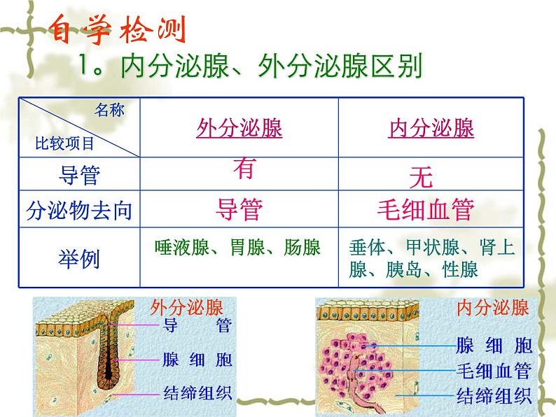 北师大版七下生物 12.3激素调节 课件03