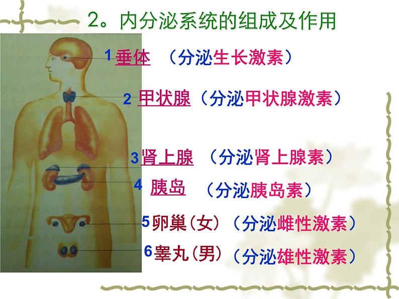 北师大版七下生物 12.3激素调节 课件04