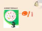 北师大版七下生物 9.1血液 课件