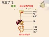 北师大版七下生物 8.2食物的消化和营养物质的吸收 课件