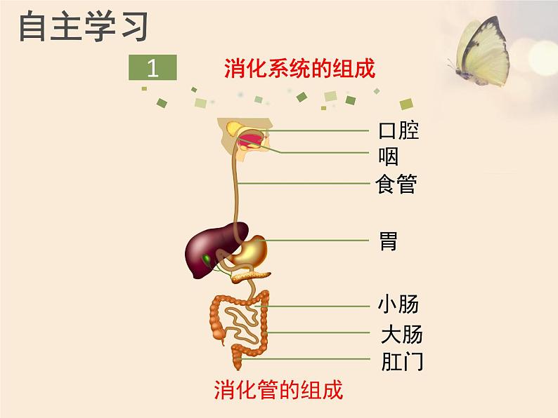 北师大版七下生物 8.2食物的消化和营养物质的吸收 课件第3页